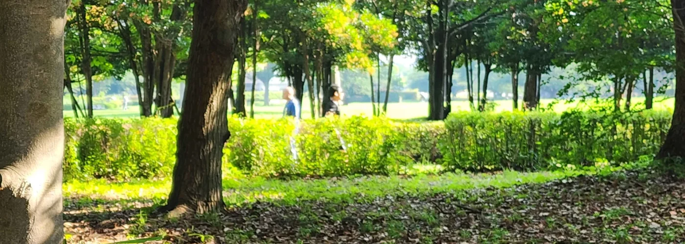 （写真は暑くて歩く人がめっきり減った木場公園です）