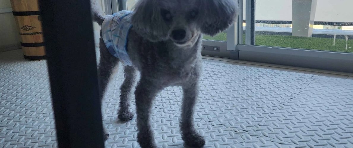 （愛犬ジェットくんは私のことを ”ぅワンっ！” と呼んでくれます）