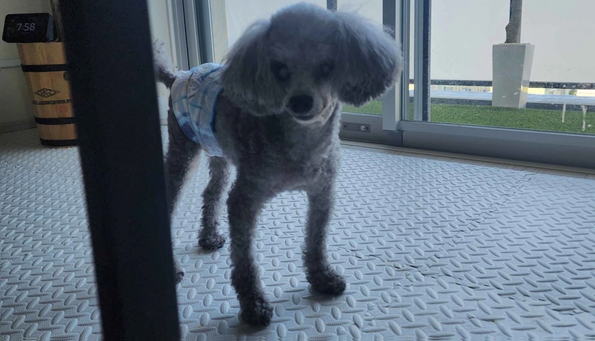 （愛犬ジェットくんは私のことを ”ぅワンっ！” と呼んでくれます）